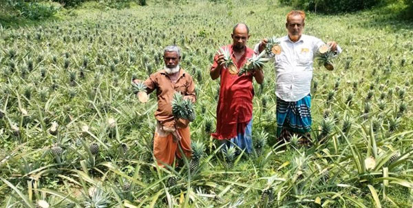 কুমিল্লায় দুই হাজার আনারস গাছ কেটে ফেলল দুর্বৃত্তরা, অসহায় কৃষকের আহাজারি