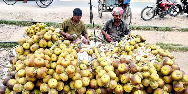 কুষ্টিয়ায় সুমিষ্ট রসালো তালশাঁসের কদর বেড়েছে