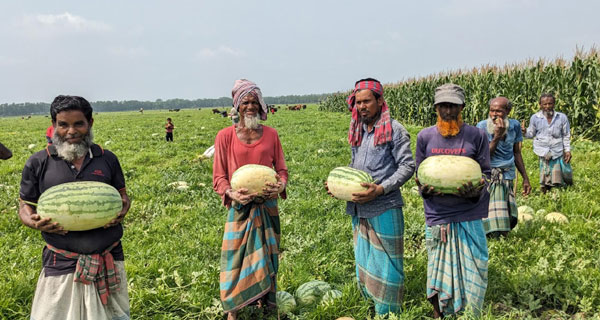 বাগেরহাটে তরমুজের বাম্পার ফলন, দামে খুশি চাষিরা