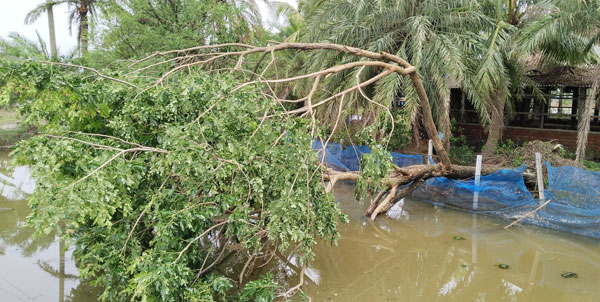 খুলনার ১৩ হাজার কৃষকের ৪৩ কোটি টাকার ক্ষ‌তি