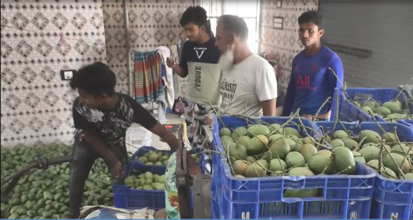 সাতক্ষীরায় ৪ হাজার ১শ’ হেক্টর জমিতে আমের উৎপাদন