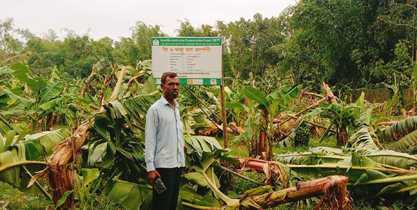 শেরপুরে ঝড়ের তাণ্ডবে কলা চাষিদের মাথায় হাত