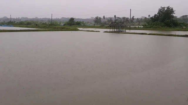 ভালুকায় পানিতে সাঁতার কাটতে গিয়ে ভাইবোনের মৃত্যু