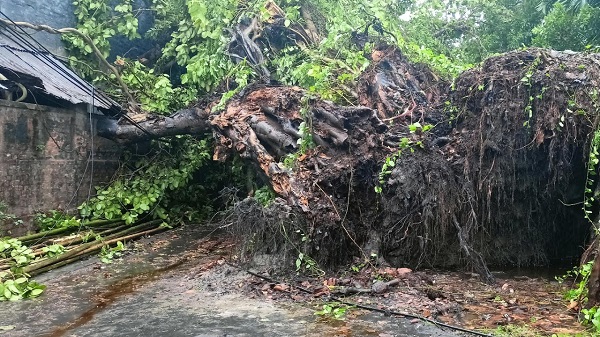 রেমালের তাণ্ডবে উপড়ে পড়ল শতবর্ষী বটগাছ