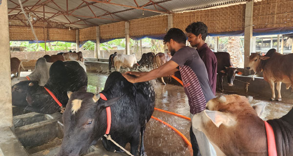 কোরবানি ঈদকে সামনে রেখে পশু পালনে ব্যস্ত ঠাকুরগাঁওয়ের খামারীরা