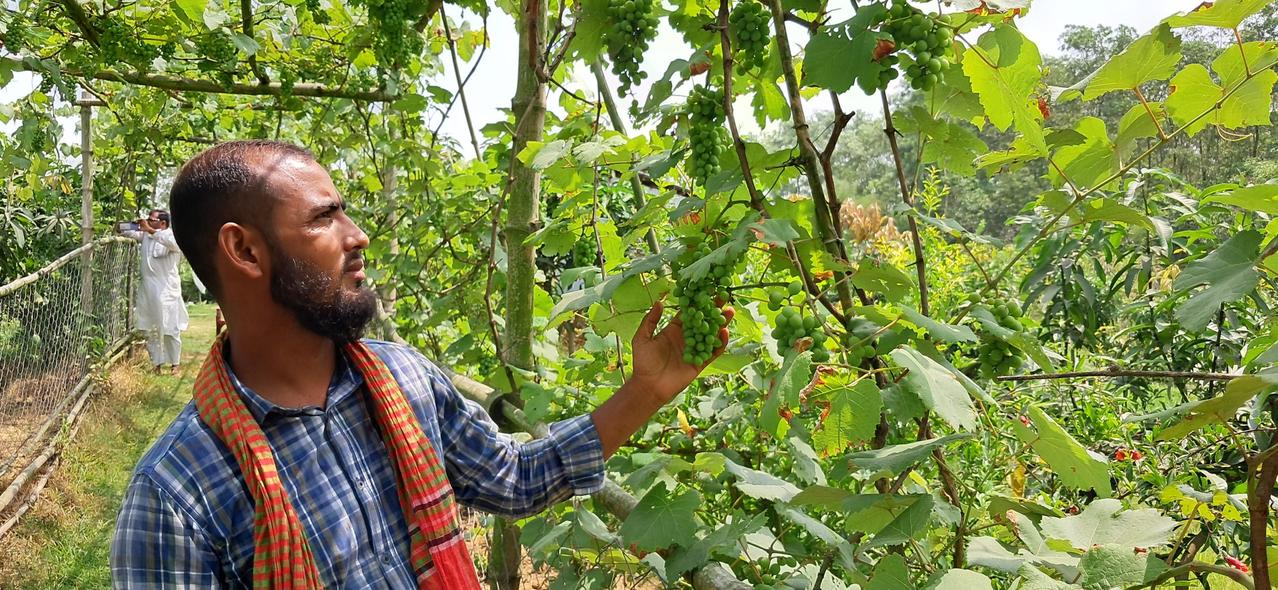 সবুজ পাতার ফাঁকে ফাঁকে থোকায় থোকায় ঝুলে আছে রসালো আঙুর