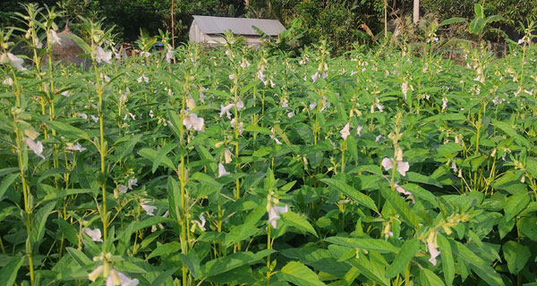 মতলব উত্তরে তিলের বাম্পার ফলন