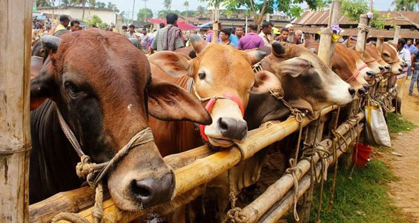 মতলব উত্তরে কোরবানি ঈদে পশু চাহিদা ৯ হাজর, প্রস্তুত ৪ হাজার