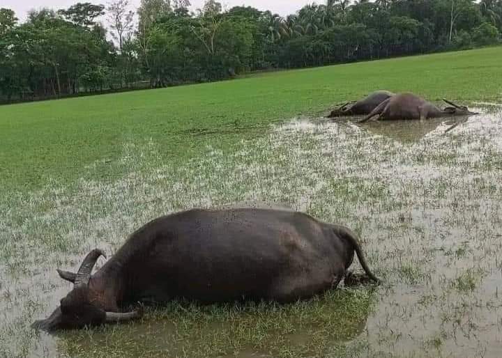 ফেনীতে বজ্রপাতে মাদ্রাসা প্রাণ গেল ছাত্রের, মারা গেছে ৩ মহিষও