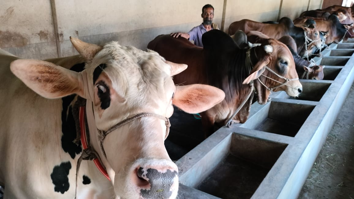 গো খাদ্যের দাম বাড়ায় গরুর ন্যায্যমূল্য নিয়ে দুশ্চিন্তায় কুমিল্লার খামারীরা