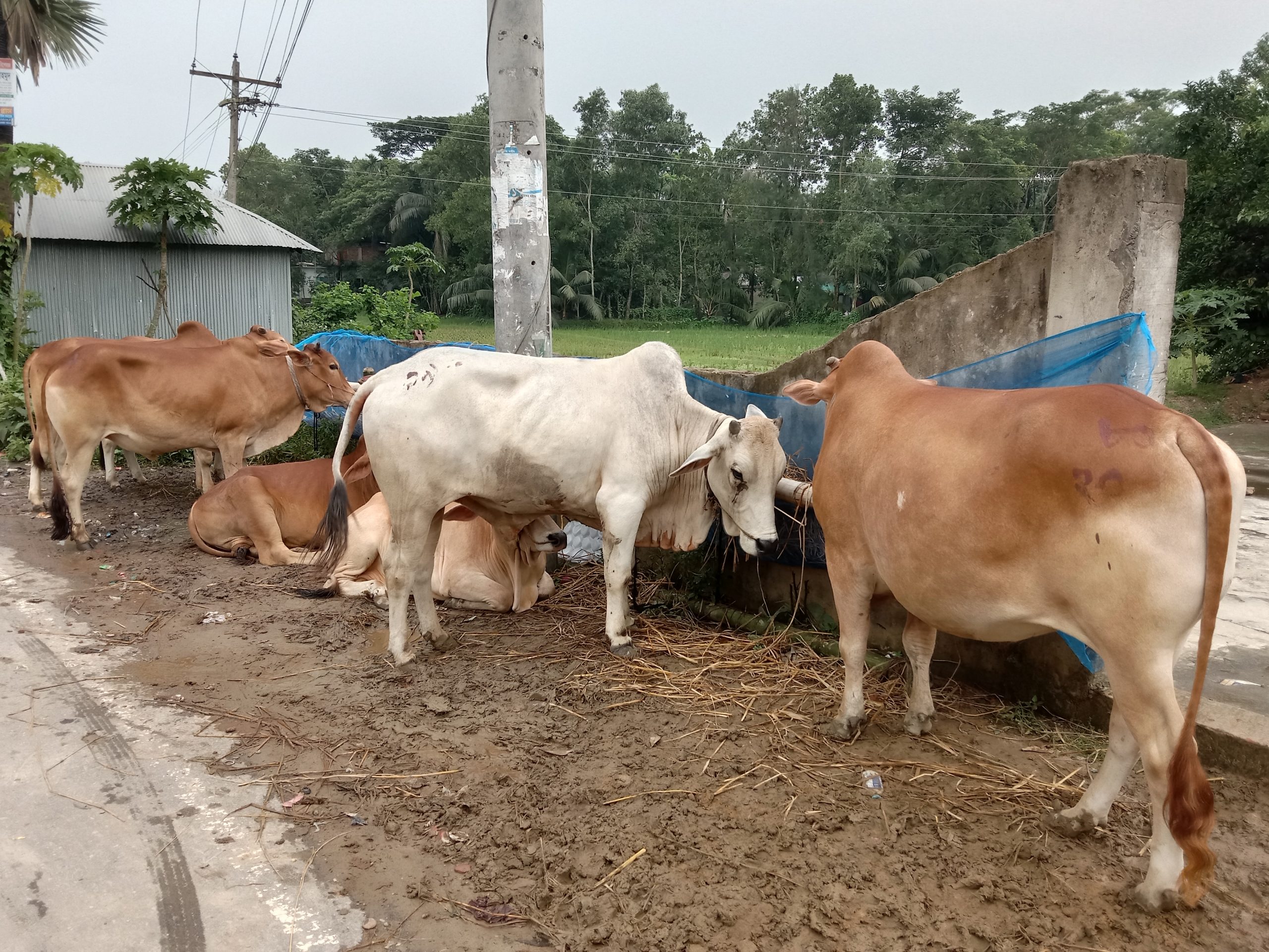 ফেনীতে কোরবানীর জন্য প্রস্তুত ৯০ হাজার পশু