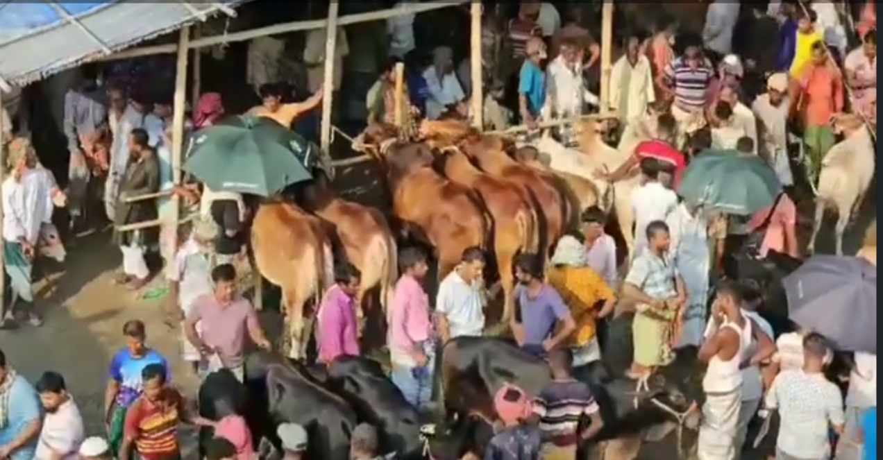 গো খাদ্য বৃদ্ধির প্রভাব কোরবানির পশুর হাটগুলোতে