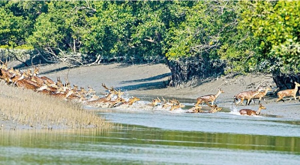 সুন্দরবন প্রবেশে তিন মাসের নিষেধাজ্ঞা