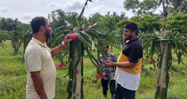 ফেনীতে কোটি টাকার ড্রাগন চাষের সম্ভবনা