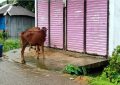 নোয়াখালীতে বন্যায় প্রাণিসম্পদের ব্যাপক ক্ষয়ক্ষতি