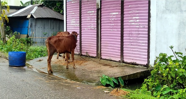 নোয়াখালীতে বন্যায় প্রাণিসম্পদের ব্যাপক ক্ষয়ক্ষতি