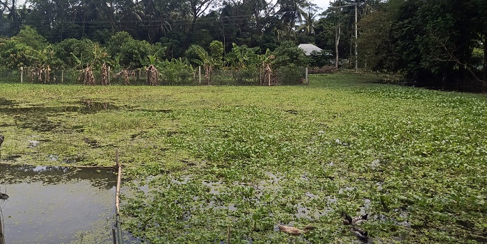 ফরিদগঞ্জে বিদ্যালয়ের নামে জমি লীজ নিয়ে মাটি বিক্রি করে অর্থলোপাট