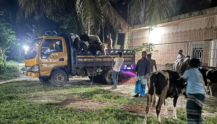 শাহরাস্তিতে চুরি হওয়া ১৪ গরু কুমিল্লা থেকে উদ্ধার