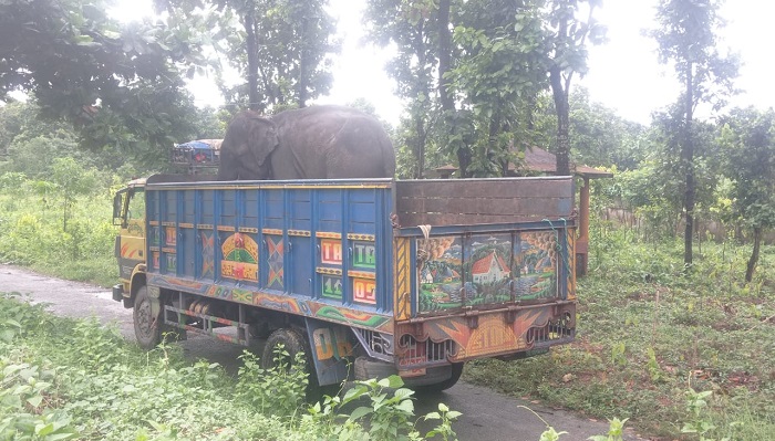 গোপালগঞ্জ থেকে উদ্ধার হওয়া সেই হাতির ঠাঁই হলো সাফারি পার্কে