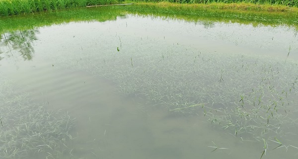 লক্ষ্মীপুরে বন্যায় দেড় লাখ কৃষক ক্ষতিগ্রস্ত