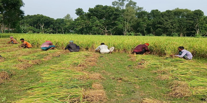 নীলফামারীতে আগাম আমন ধান কাটার ধুম