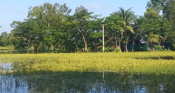 চাঁদপুরে বন্যায় ১২ হাজার হেক্টর জমির ফসলের ক্ষতি