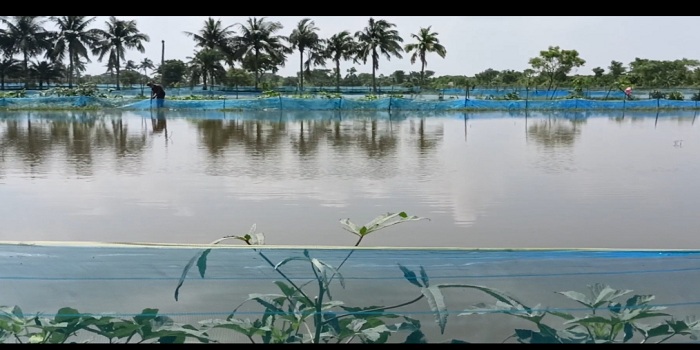 ভারী বর্ষণে ডুমুরিয়ায় মৎস্য খাতে ক্ষতি ৬০ কোটি টাকার উর্ধ্বে