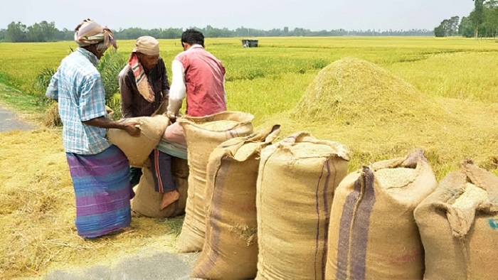 শাহজাদপুরে এবারও ধান সংগ্রহের অভিযান ব্যর্থ