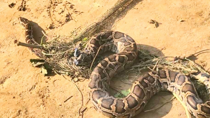 মরিচ ক্ষেত থেকে উদ্ধার করা অজগরটি বনে অবমুক্ত