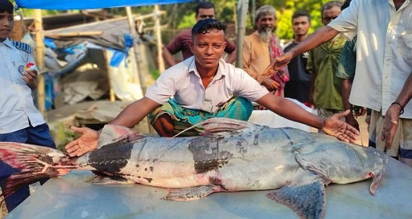 যমুনায় জেলের জালে ধরা পড়ল ৩৯ কেজির বাঘা আইড়