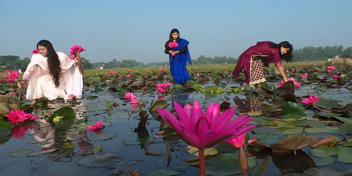 লাল শাপলার রাজত্ব