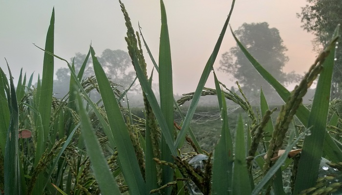 কুড়িগ্রাম বইছে শীতের আগমনী বার্তা