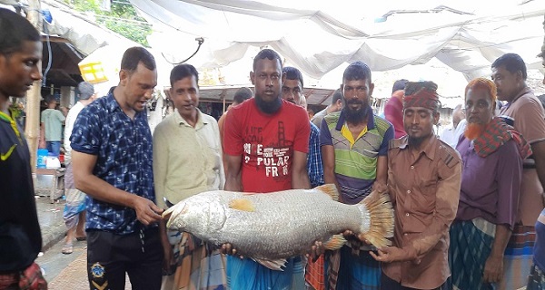 বাগেরহাটে ১৯ কেজির ভেটকি মাছ বিক্রি হলো ১৮ হাজার টাকায়