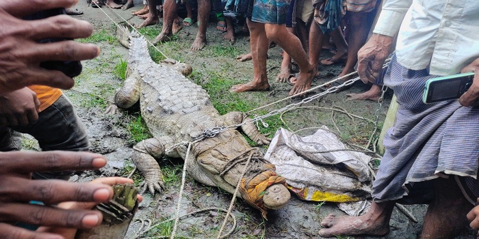 লক্ষ্মীপুরে লোকালয়ে বিশালাকৃতির কুমির, স্থানীয়দের হাতে ধরা