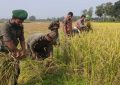 বৃদ্ধ কৃষকের ধান কেটে দিলেন আনসার-ভিডিপির সদস্যরা