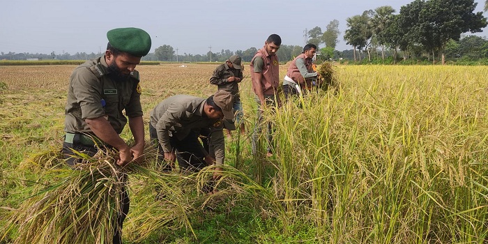 বৃদ্ধ কৃষকের ধান কেটে দিলেন আনসার-ভিডিপির সদস্যরা