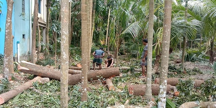 লক্ষ্মীপুরে যুবদল নেতার বিরুদ্ধে গাছ কেটে নেওয়ার অভিযোগ