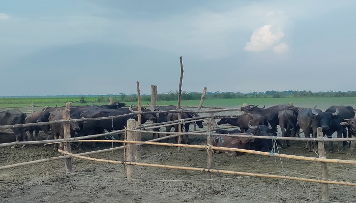 লক্ষ্মীপুরে দুর্গম চরে মহিষের জ্বালায় অতিষ্ঠ কৃষকরা