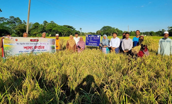 কৃষকের মুখে হাসি ফোটাচ্ছে উচ্চফলনশীল ‘বিনা ধান২৬’