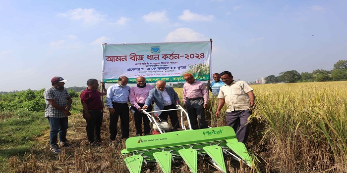 বাকৃবির ধান বীজে উপকৃত হয়েছেন ১৫-২০ লাখ কৃষক