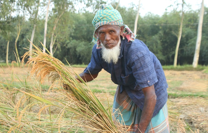 কুড়িগ্রামে মাঠের পর মাঠ জুড়ে সোনালি ধান, কৃষকের মুখে হাসি