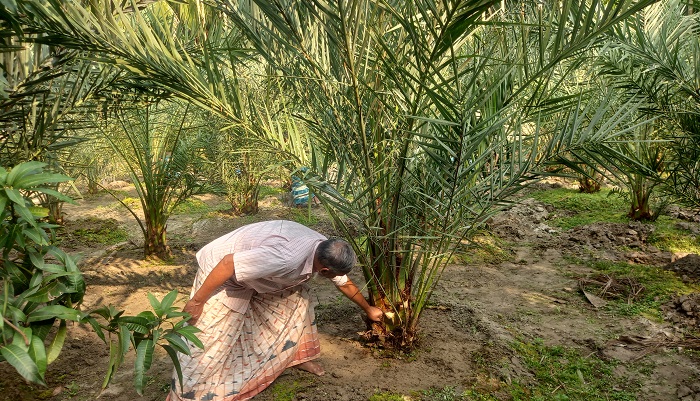 সৌদি আরবের খেজুর চাষ হচ্ছে লক্ষ্মীপুরে