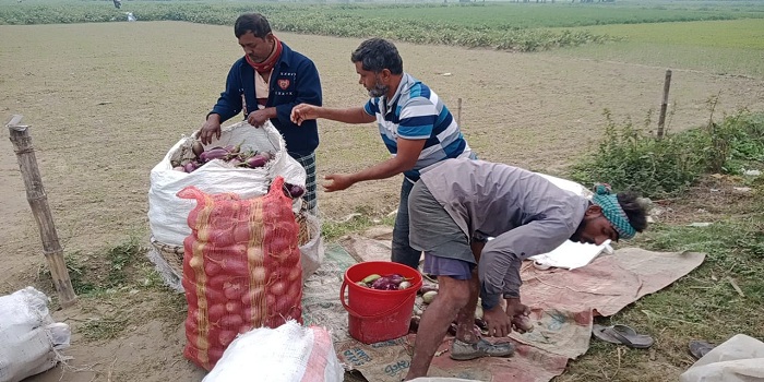 পদ্মার চরে সবজি চাষে অর্থনীতি হচ্ছে চাঙ্গা