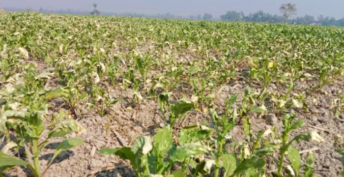 পূব শত্রুতার জেরে বিষ দিয়ে সরিষা খেত নষ্ট