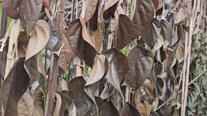 কালকিনিতে পান বরজ পুড়ে ছাই, ২০ লাখ টাকার ক্ষতি