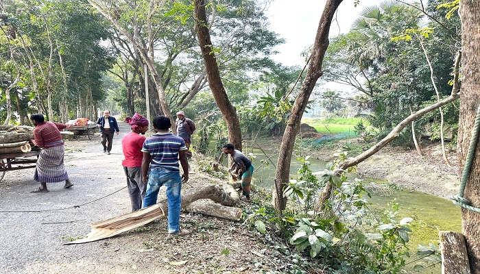 মাদারীপুরে কেটে নিচ্ছে রাস্তার গাছ, প্রশাসন নিরব