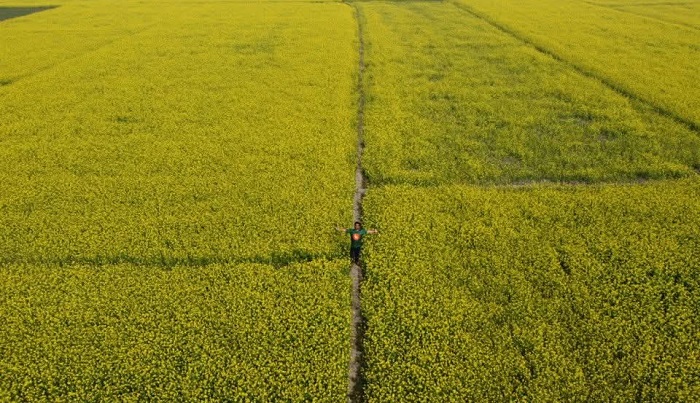 নবীনগরে মাঠ জুড়ে হলুদের সমারোহ