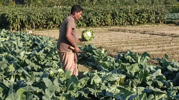 ফুলকপির আবাদ করে লোকসানের শঙ্কায় প্রান্তিক কৃষক