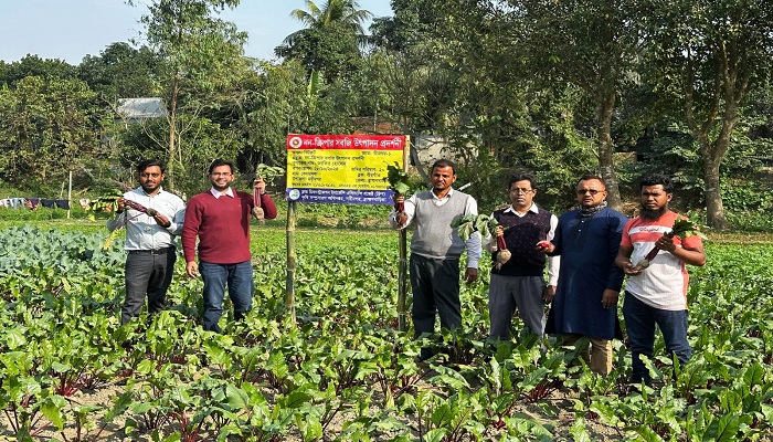 নবীনগরে প্রথমবারের মতো বিটরুট সবজি চাষ