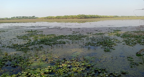 লালপুরে অপরিকল্পিত পুকুর খনন, জলবদ্ধতায় ১০ হাজার বিঘা জমি